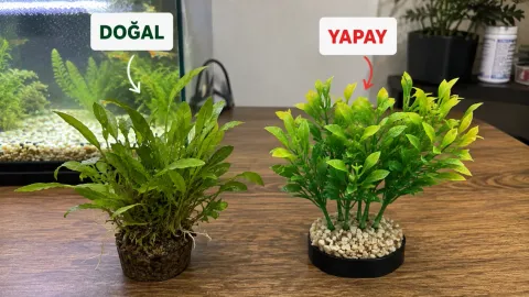 Akvaryum Bitkileri Nasıl Seçilir?