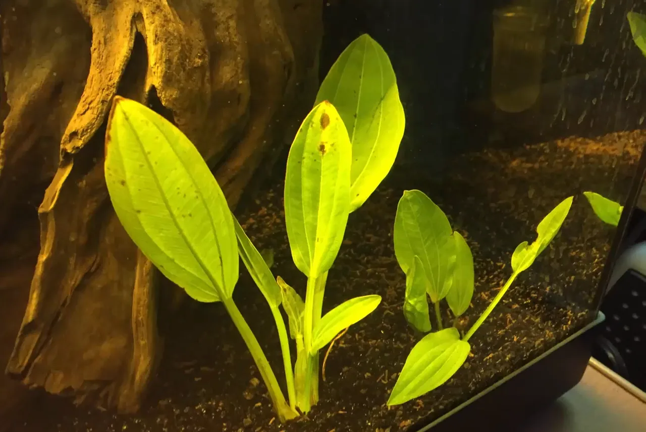 Amazon Kılıcı (Echinodorus)