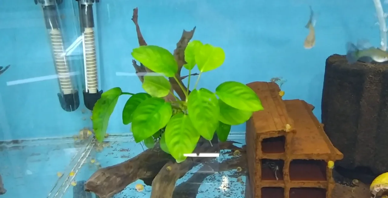 Anubias