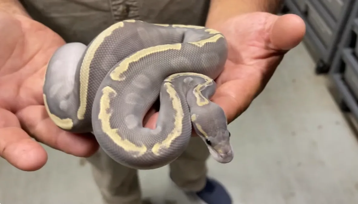 Ball Python