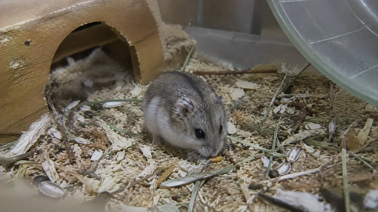 Campbell Cüce Hamster