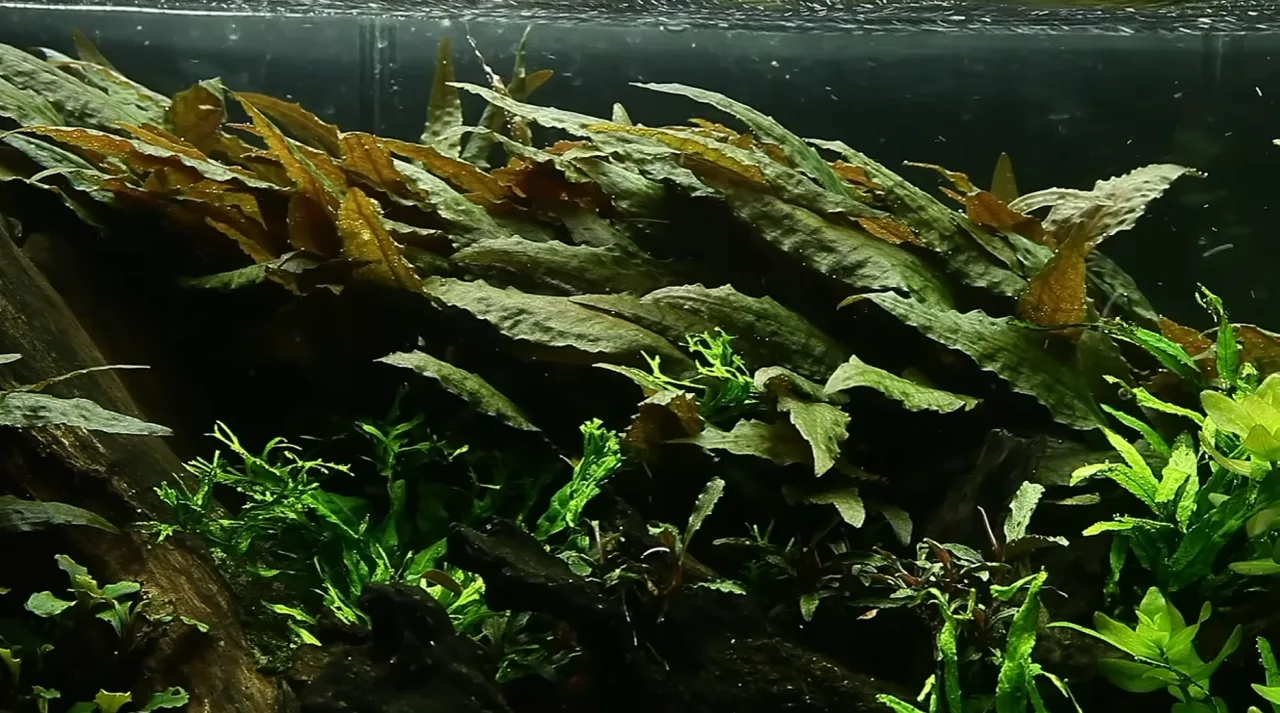 Cryptocoryne