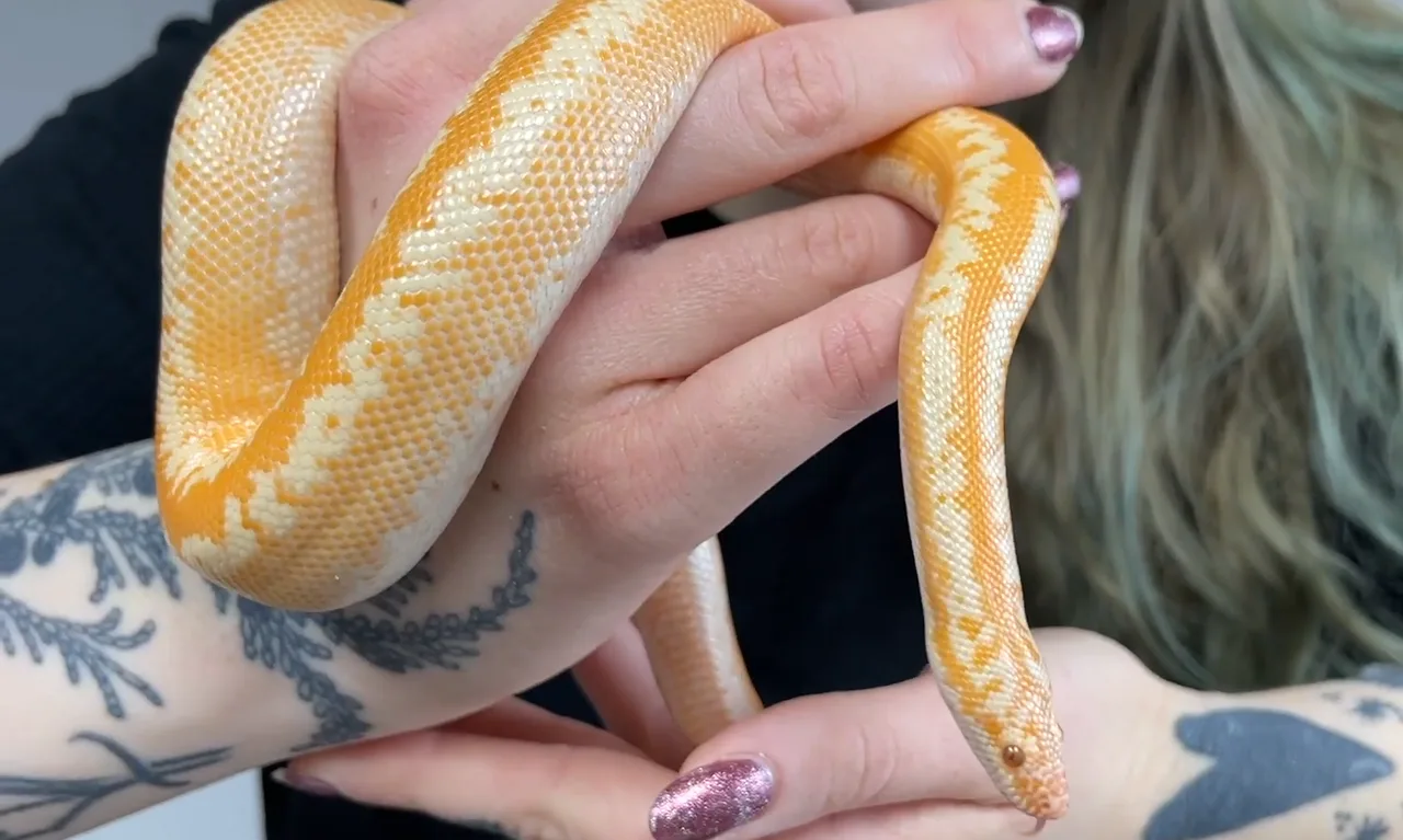 Gül Boası (Rosy Boa)