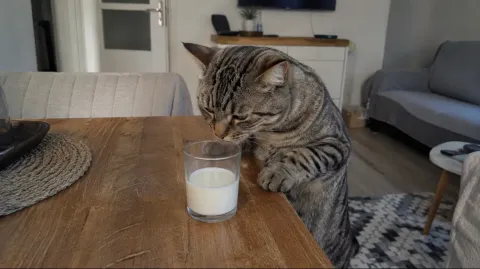 Kediler süt içebilir mi?