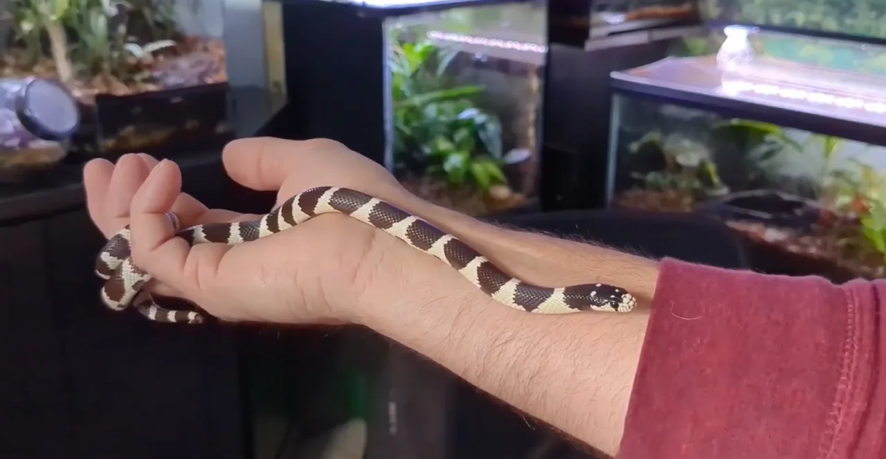 Kral Yılanı (Kingsnake)
