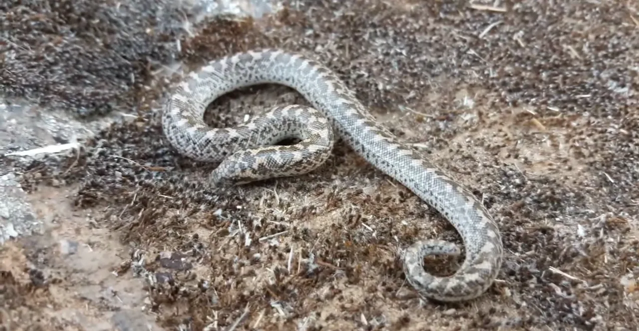 Kum Boası (Sand Boa)