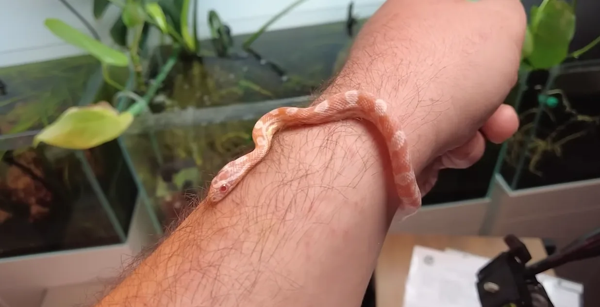 Mısır Yılanı (Corn Snake)