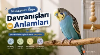 Muhabbet Kuşu Davranışları ve Anlamları