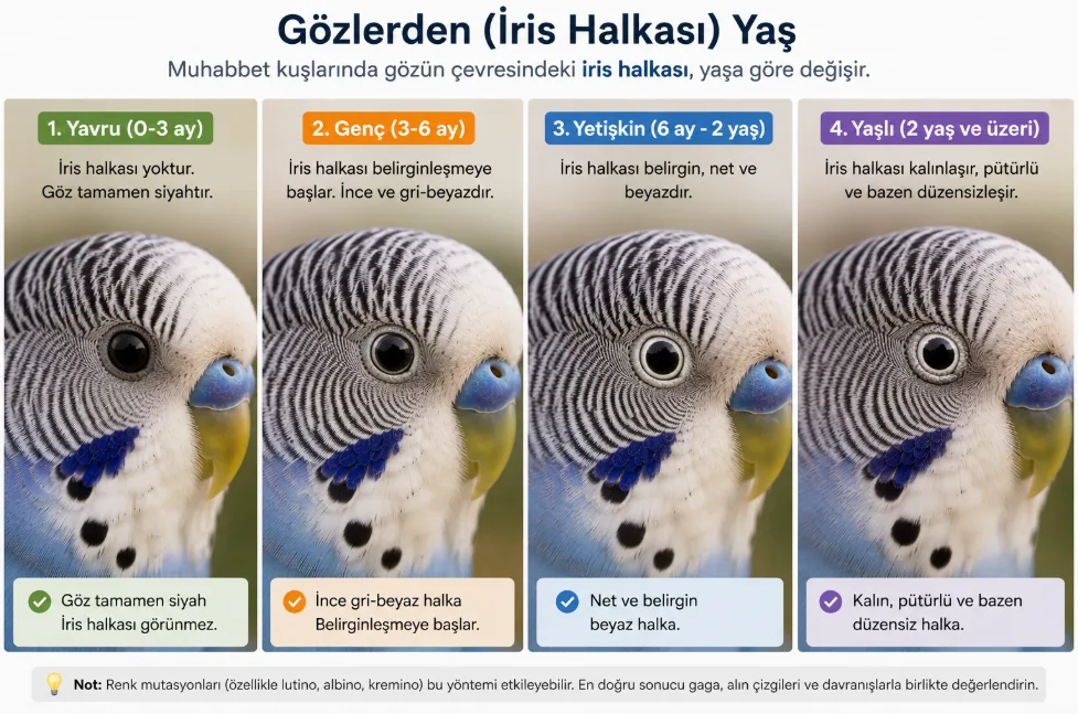 muhabbet kuşu Gözlerden (İris Halkası) Yaş belirleme