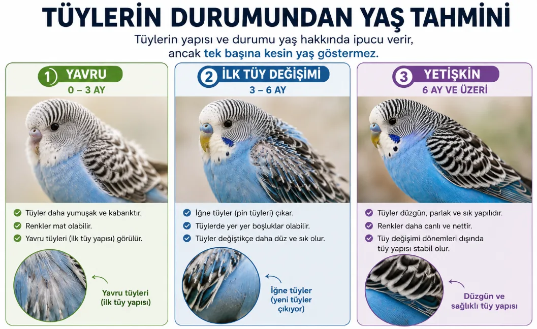 muhabbet kuşu tüylerden yaş belirleme