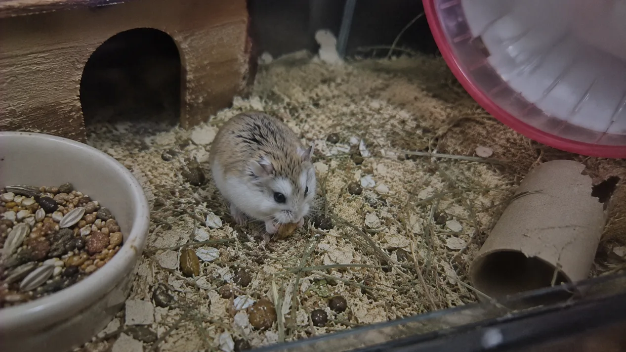 Roborovski Cüce Hamster