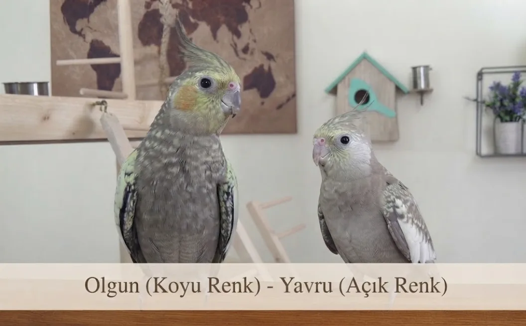 Sultan Papağanı Gaga Rengi
