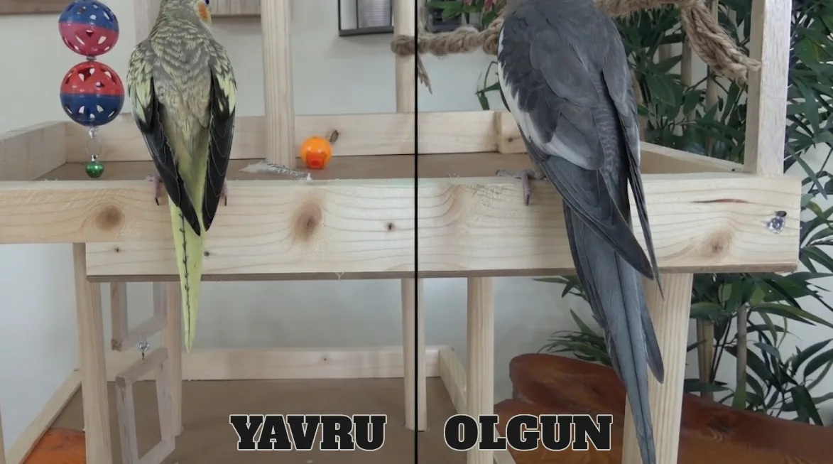 Sultan Papağanı Kuyruk Yapısı
