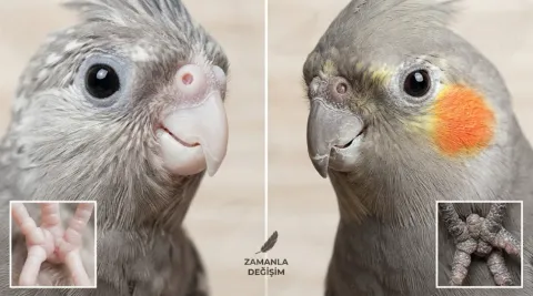 Sultan Papağanı Yaşı Nasıl Anlaşılır?