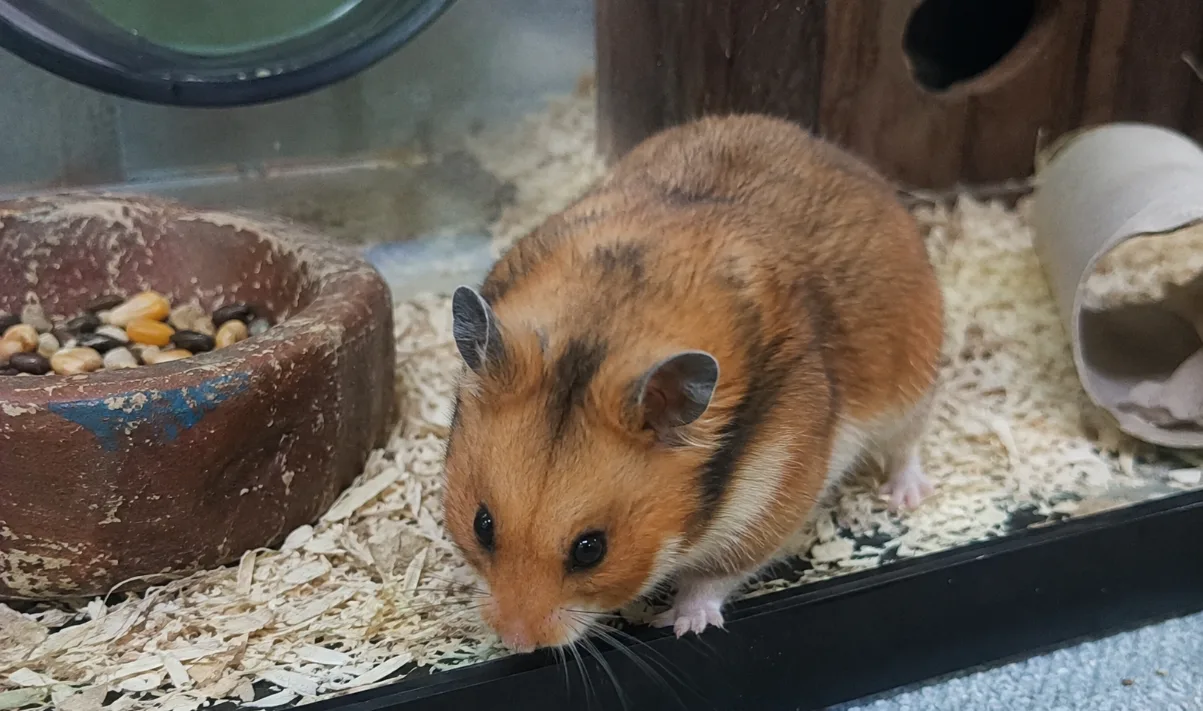 Suriye Hamsteri (Altın Hamster)