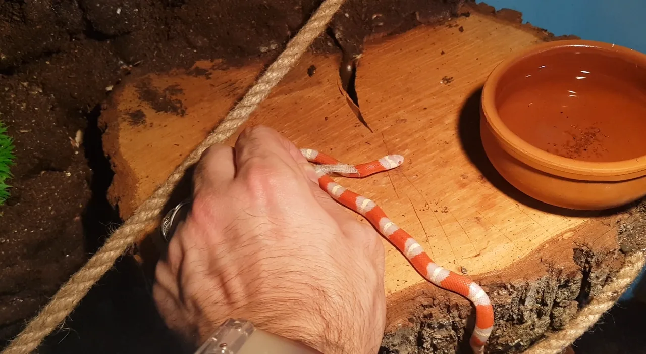 Süt Yılanı (Milk Snake)