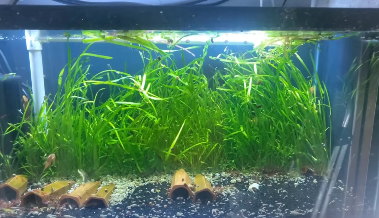 Vallisneria